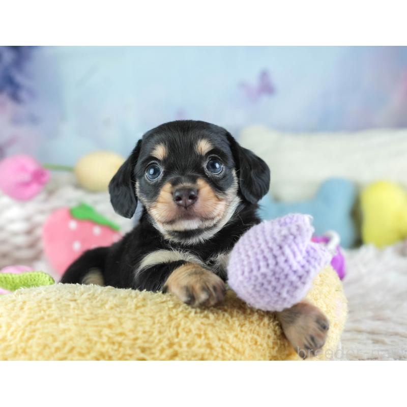 販売中の埼玉県のミックス犬-455533の4枚目