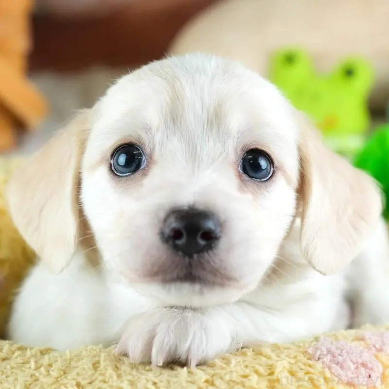 ♂︎ミックス犬