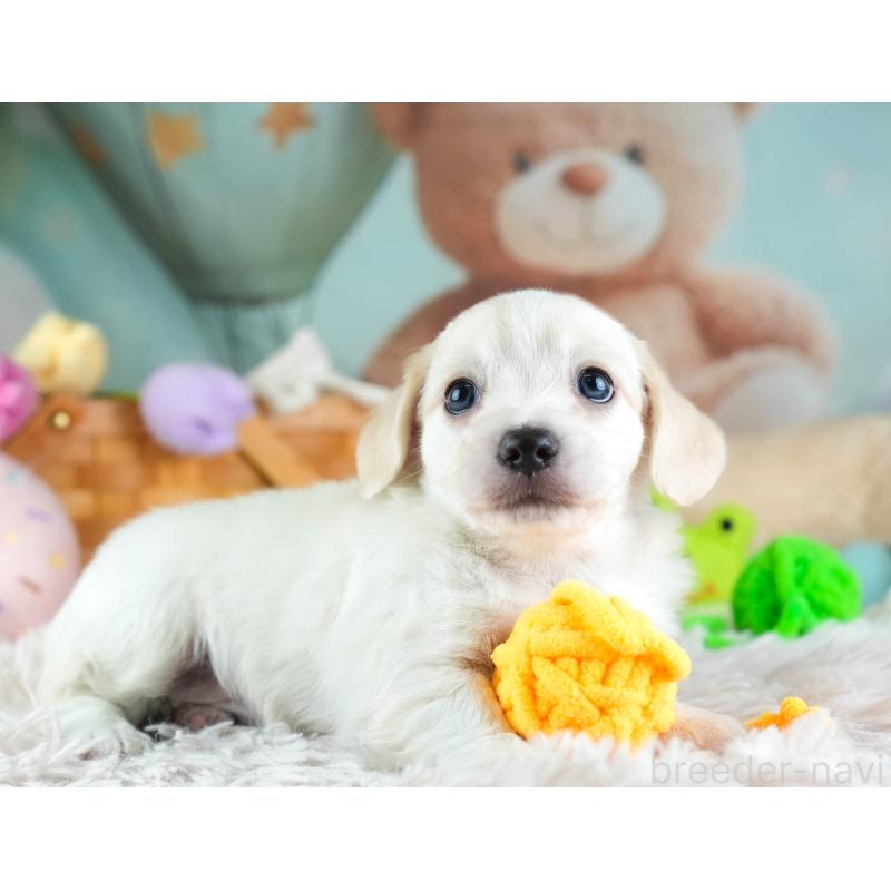 販売中の埼玉県のミックス犬-455538の12枚目