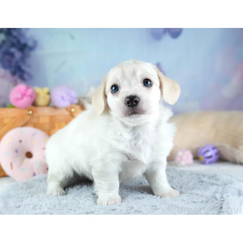 販売中の埼玉県のミックス犬-455538の11枚目