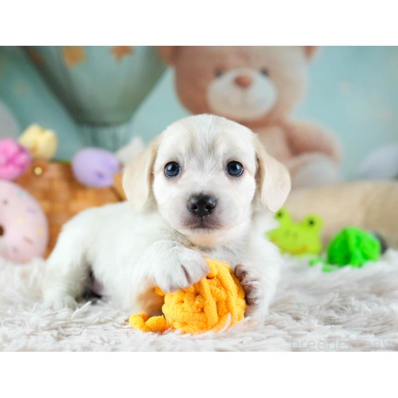 販売中の埼玉県のミックス犬-455538の10枚目