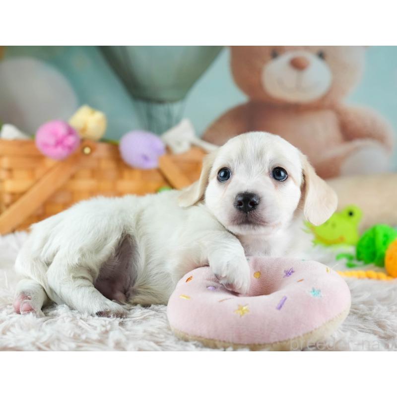 販売中の埼玉県のミックス犬-455538の9枚目