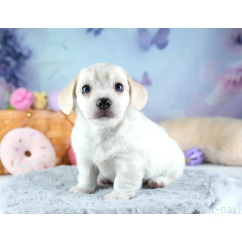 販売中の埼玉県のミックス犬-455538の7枚目