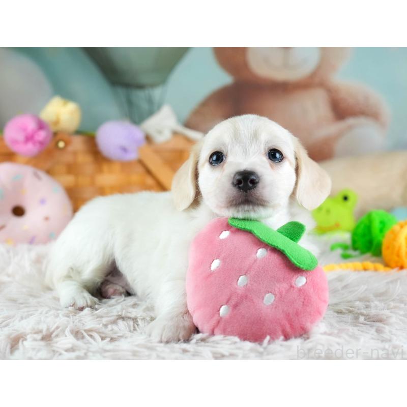 販売中の埼玉県のミックス犬-455538の6枚目