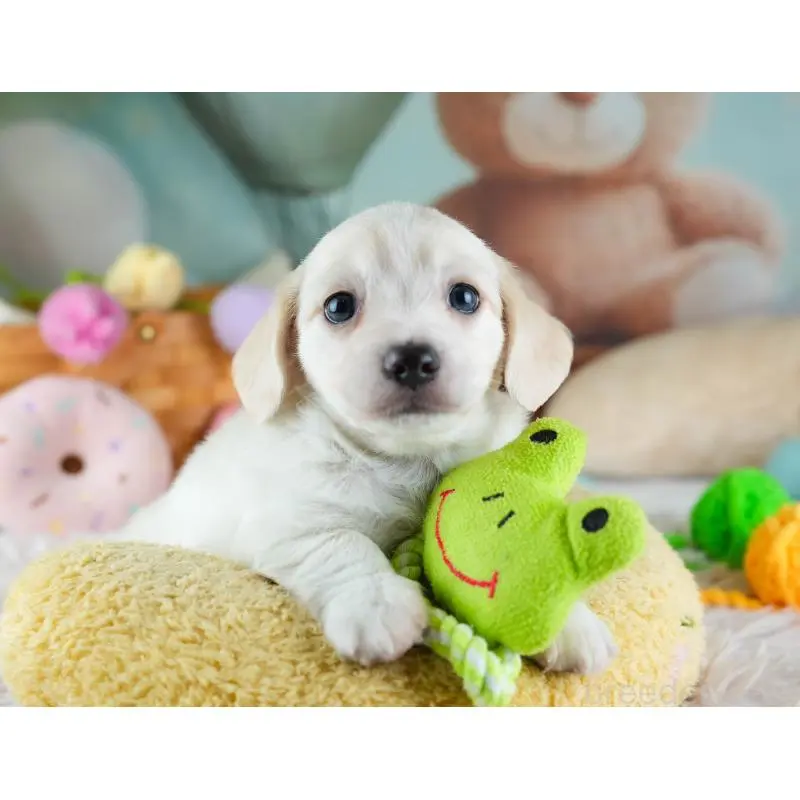 販売中の埼玉県のミックス犬-455538の5枚目