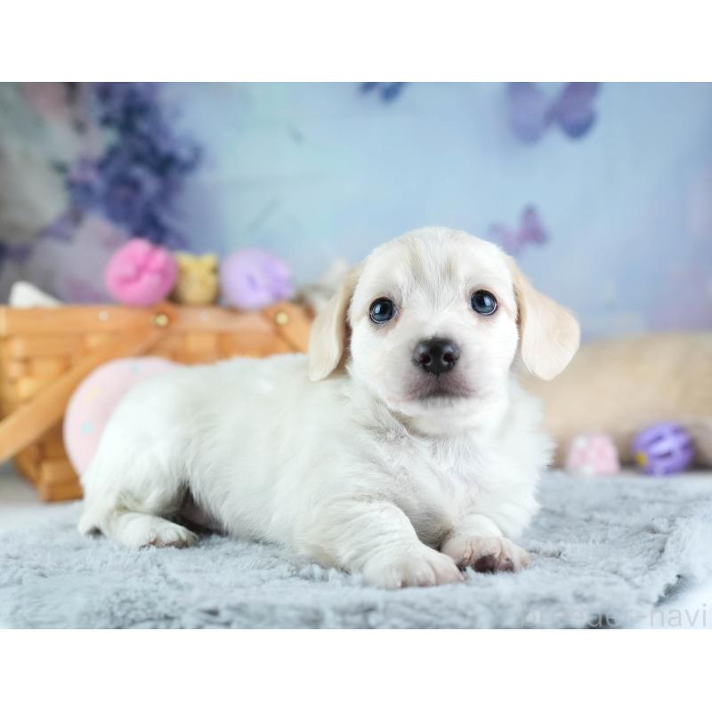 販売中の埼玉県のミックス犬-455538の4枚目