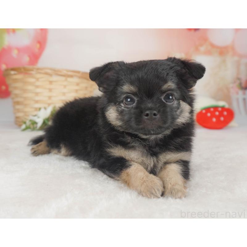 販売中の栃木県のチワワ(ロングコート)-455561の11枚目