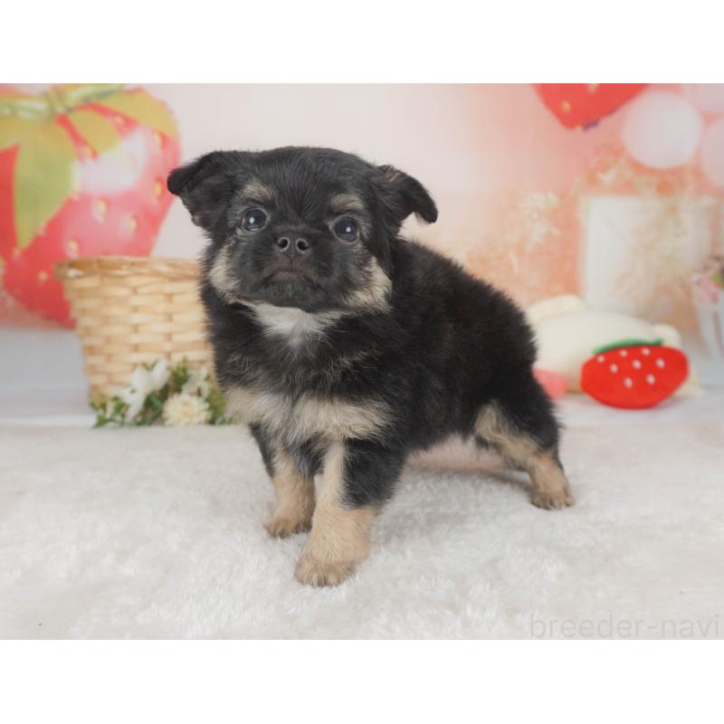 販売中の栃木県のチワワ(ロングコート)-455561の10枚目