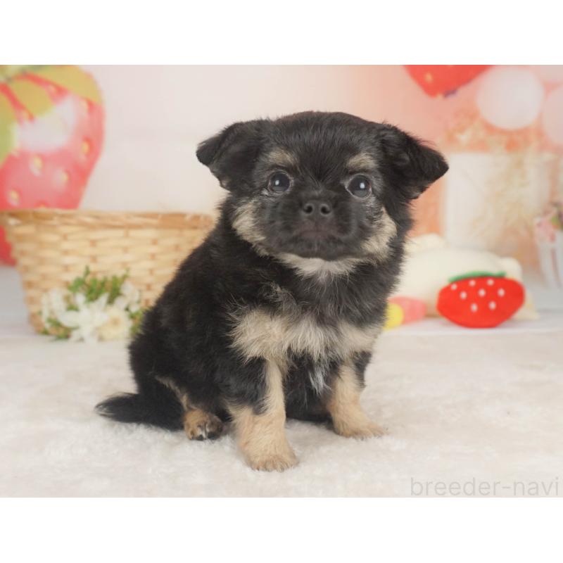 販売中の栃木県のチワワ(ロングコート)-455561の9枚目