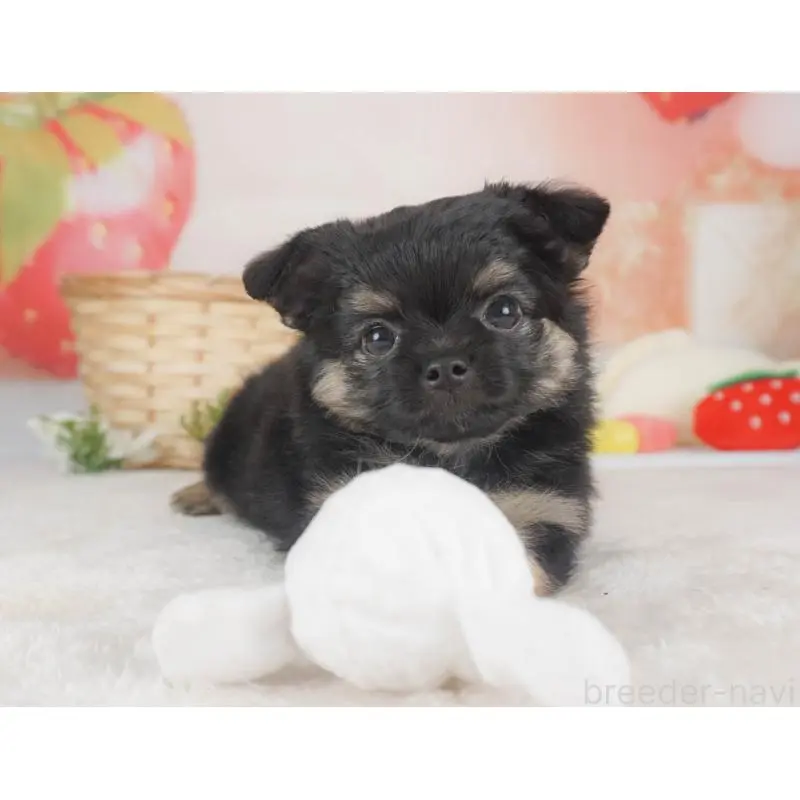 販売中の栃木県のチワワ(ロングコート)-455561の8枚目