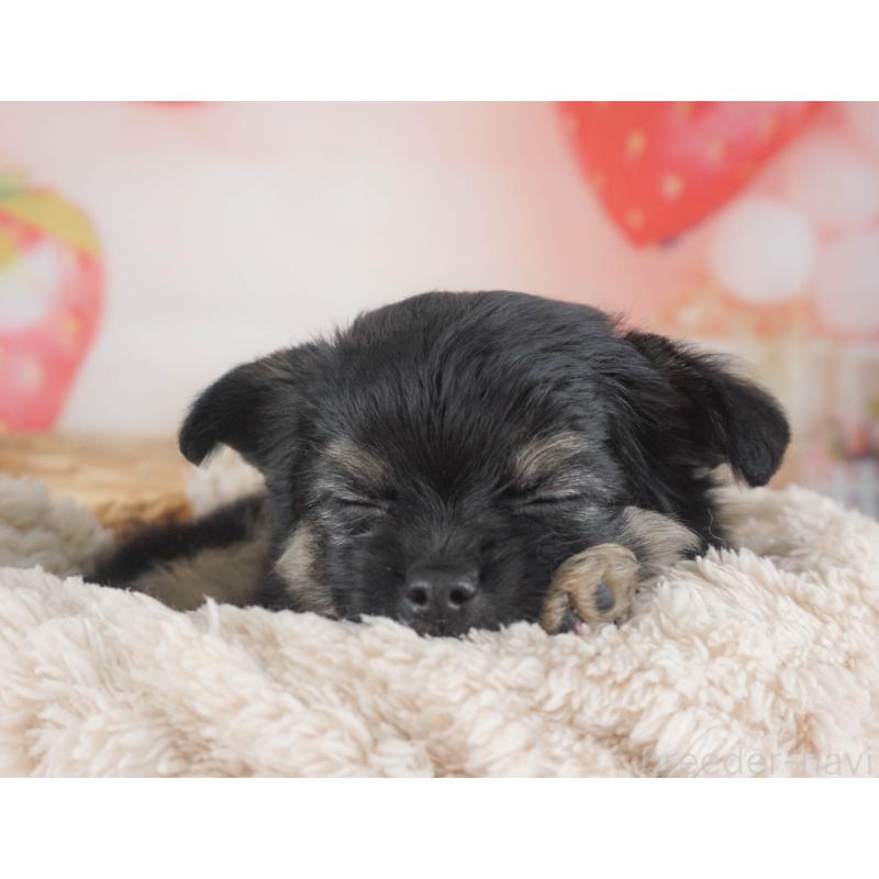 販売中の栃木県のチワワ(ロングコート)-455561の6枚目