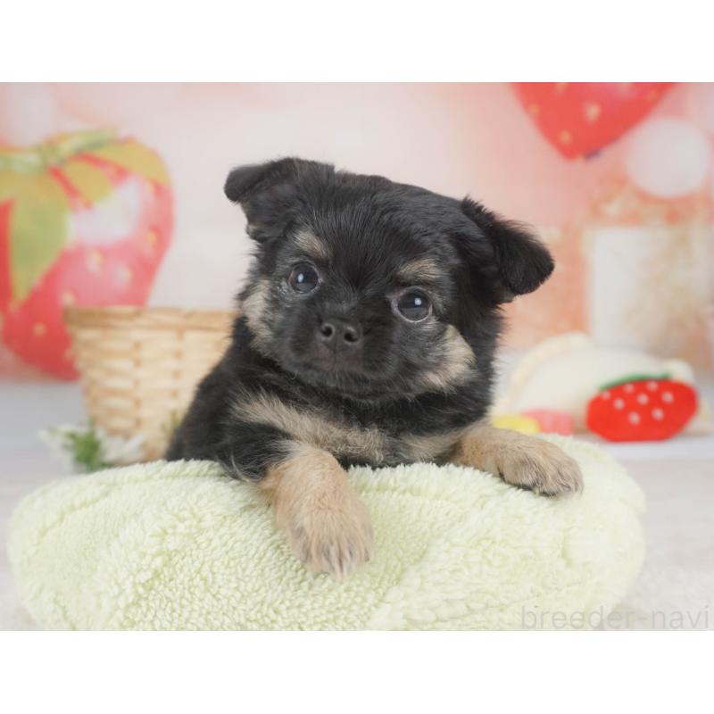 販売中の栃木県のチワワ(ロングコート)-455561の5枚目