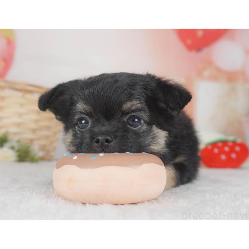 販売中の栃木県のチワワ(ロングコート)-455561の4枚目