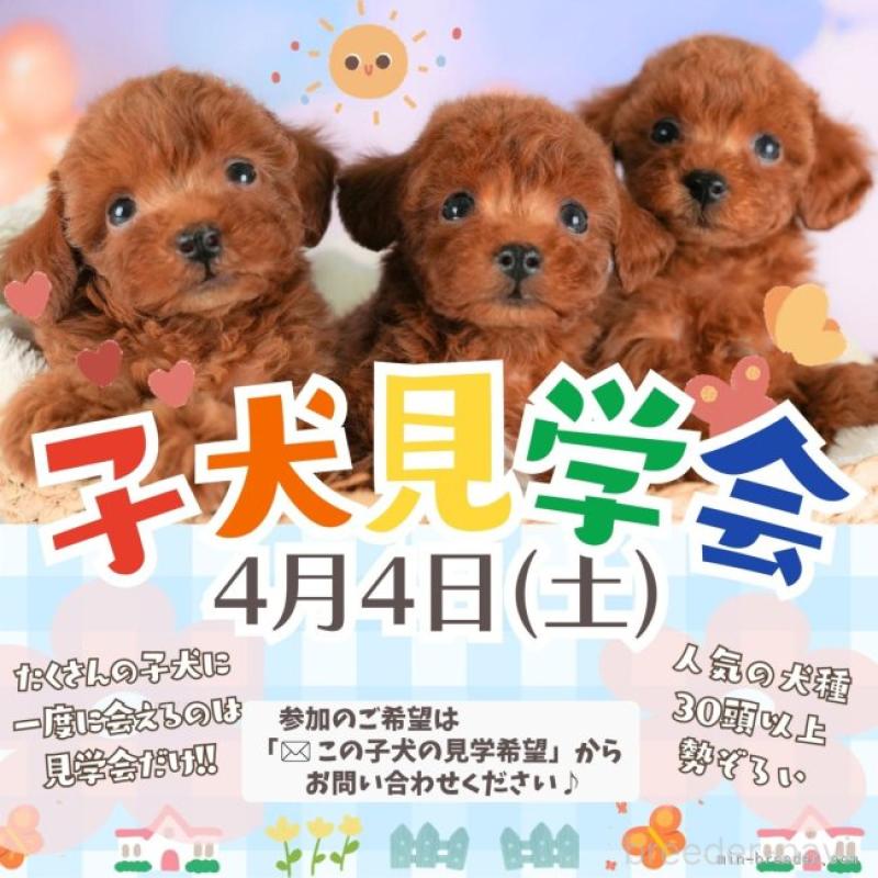 販売中の栃木県のチワワ(ロングコート)-455560の19枚目