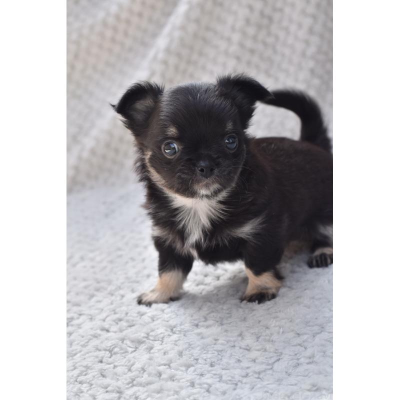 販売中の高知県のチワワ(ロングコート)-455501の5枚目