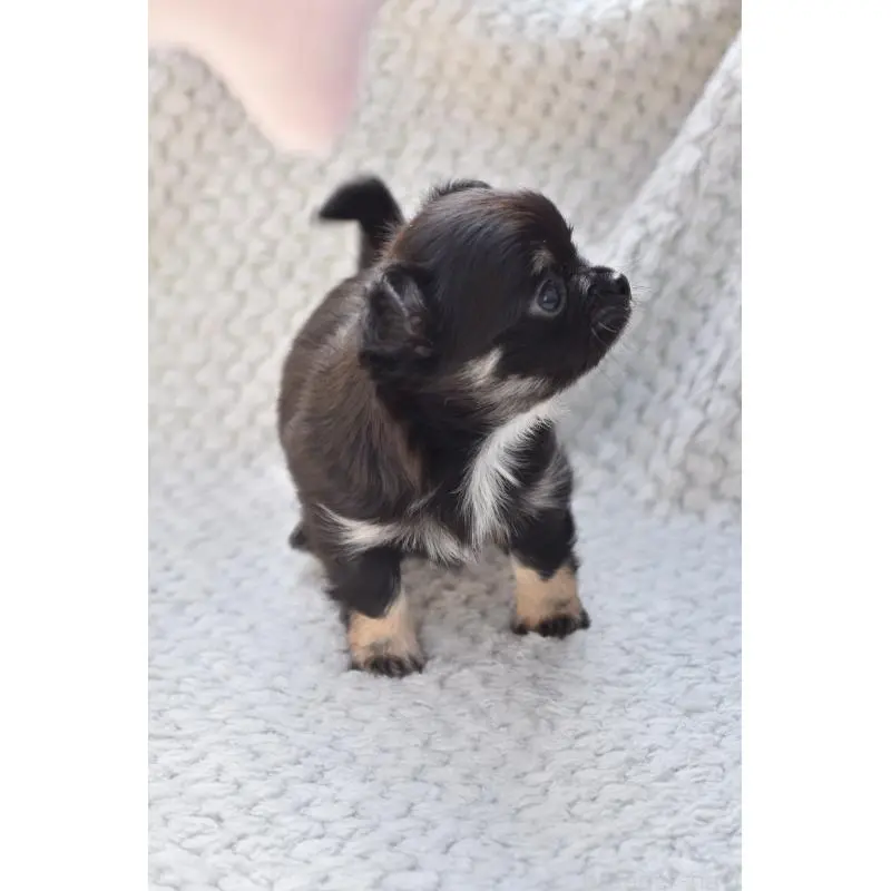 販売中の高知県のチワワ(ロングコート)-455501の4枚目