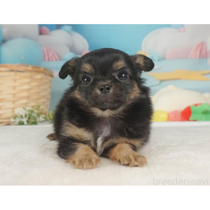 販売中の栃木県のチワワ(ロングコート)-455557の11枚目