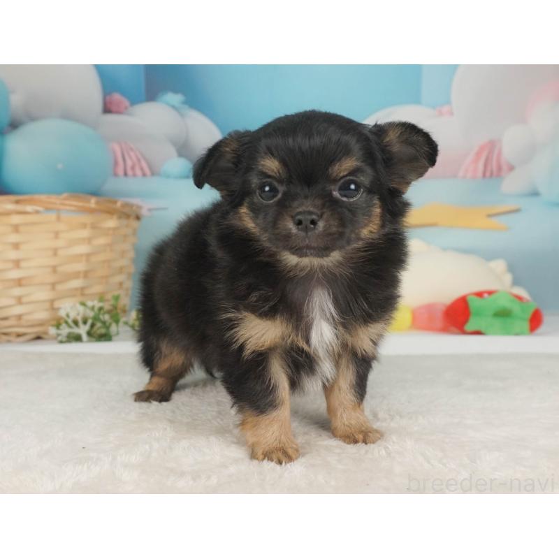 販売中の栃木県のチワワ(ロングコート)-455557の10枚目