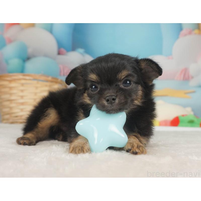 販売中の栃木県のチワワ(ロングコート)-455557の9枚目