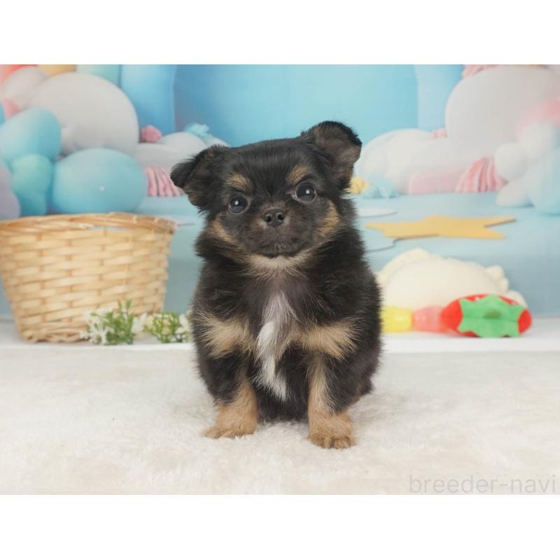 販売中の栃木県のチワワ(ロングコート)-455557の8枚目