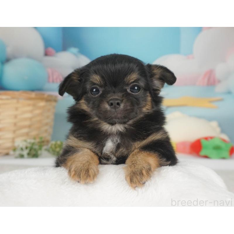 販売中の栃木県のチワワ(ロングコート)-455557の7枚目