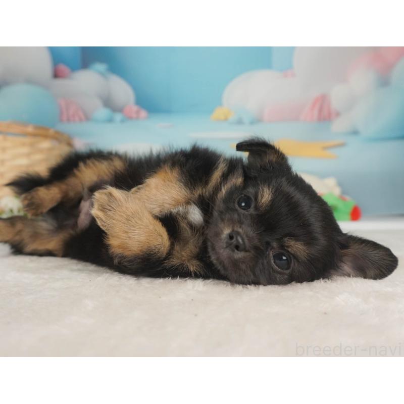 販売中の栃木県のチワワ(ロングコート)-455557の6枚目