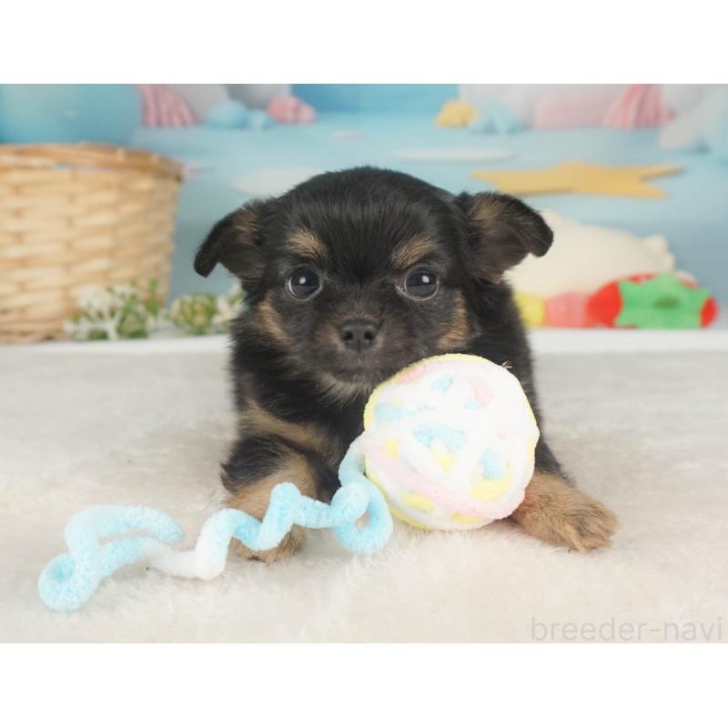 販売中の栃木県のチワワ(ロングコート)-455557の5枚目