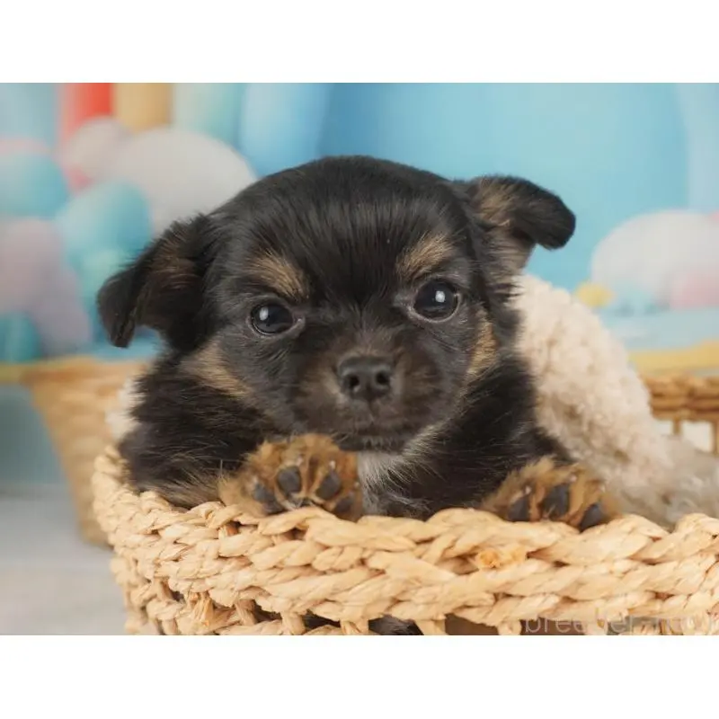 販売中の栃木県のチワワ(ロングコート)-455557の4枚目