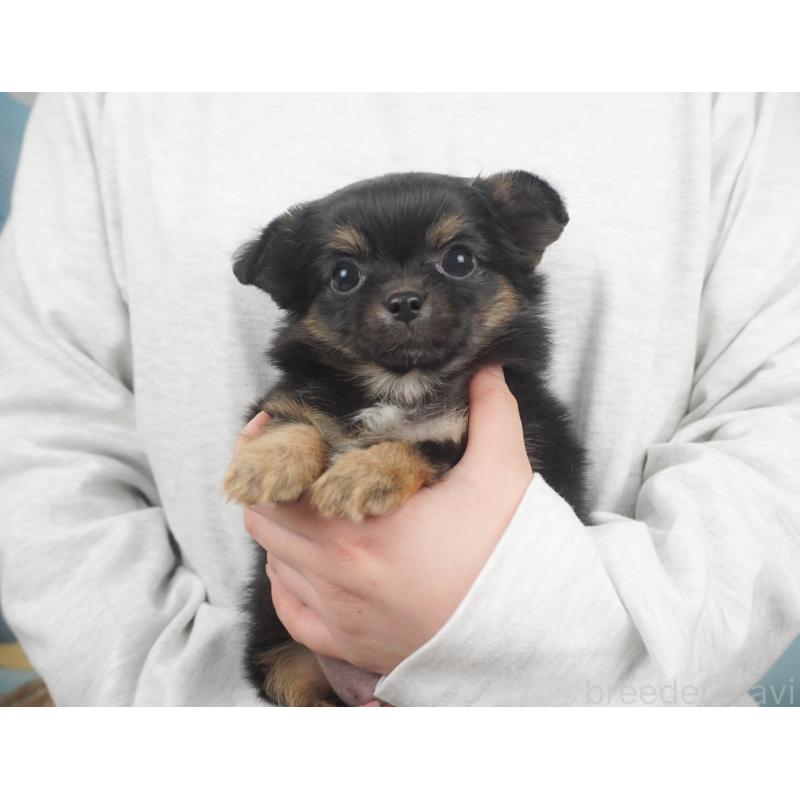 販売中の栃木県のチワワ(ロングコート)-455557の3枚目