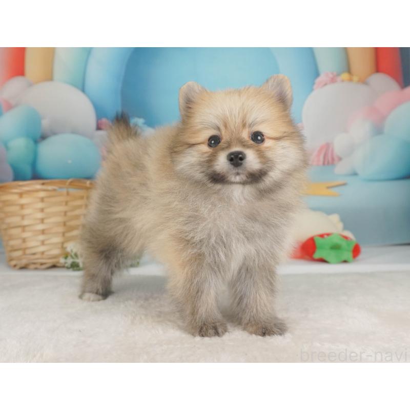 販売中の栃木県のポメラニアン-455552の11枚目