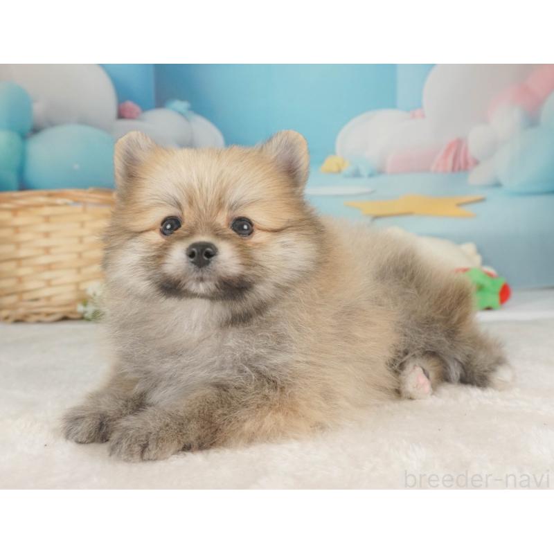 販売中の栃木県のポメラニアン-455552の10枚目