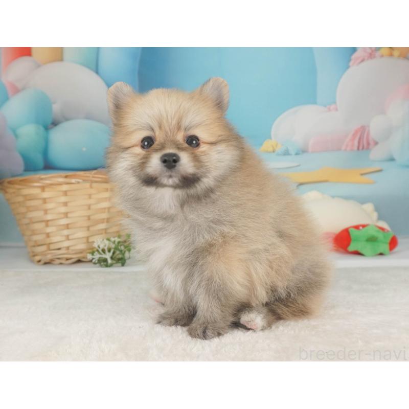 販売中の栃木県のポメラニアン-455552の9枚目