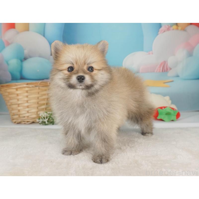 販売中の栃木県のポメラニアン-455552の8枚目