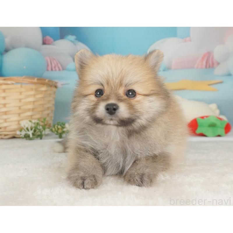 販売中の栃木県のポメラニアン-455552の7枚目