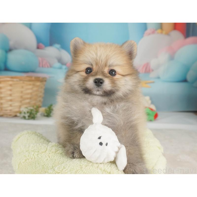 販売中の栃木県のポメラニアン-455552の6枚目