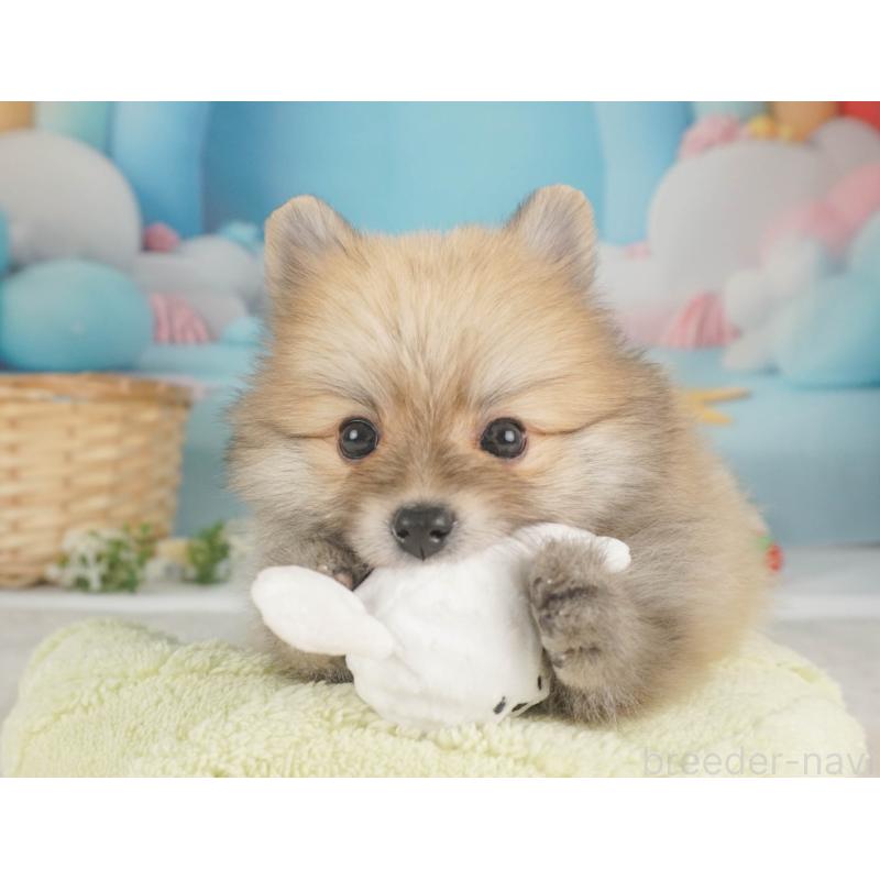 販売中の栃木県のポメラニアン-455552の5枚目