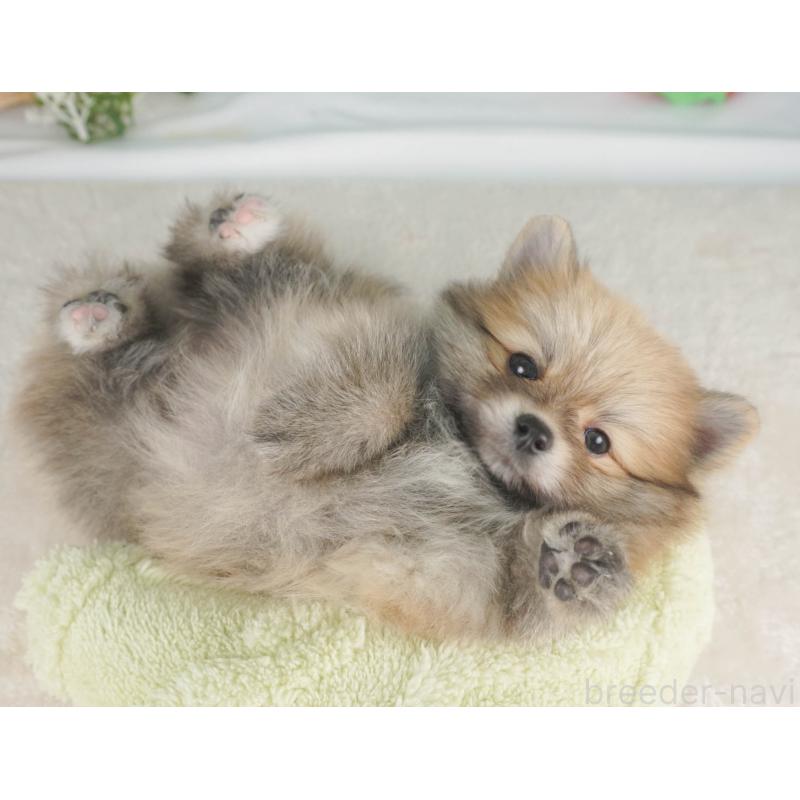 販売中の栃木県のポメラニアン-455552の4枚目