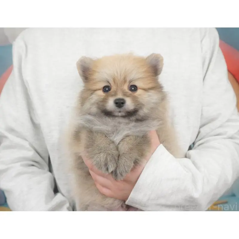 販売中の栃木県のポメラニアン-455552の3枚目