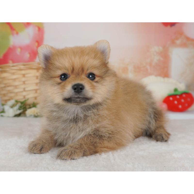 販売中の栃木県のポメラニアン-455546の11枚目