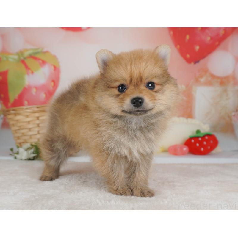 販売中の栃木県のポメラニアン-455546の10枚目