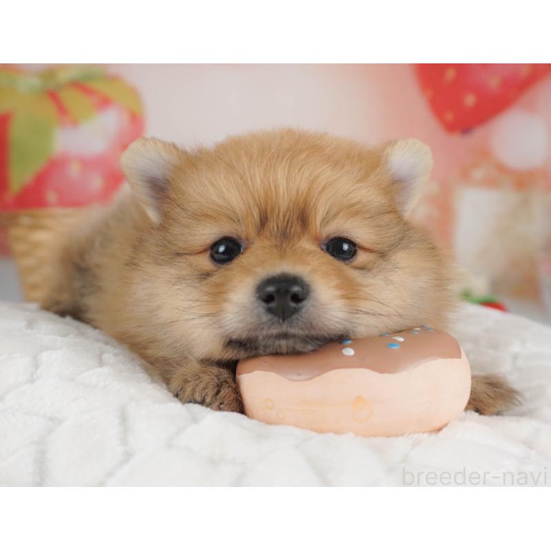 販売中の栃木県のポメラニアン-455546の8枚目