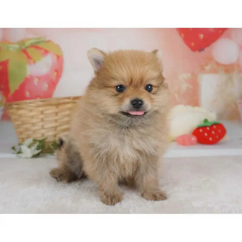 販売中の栃木県のポメラニアン-455546の7枚目