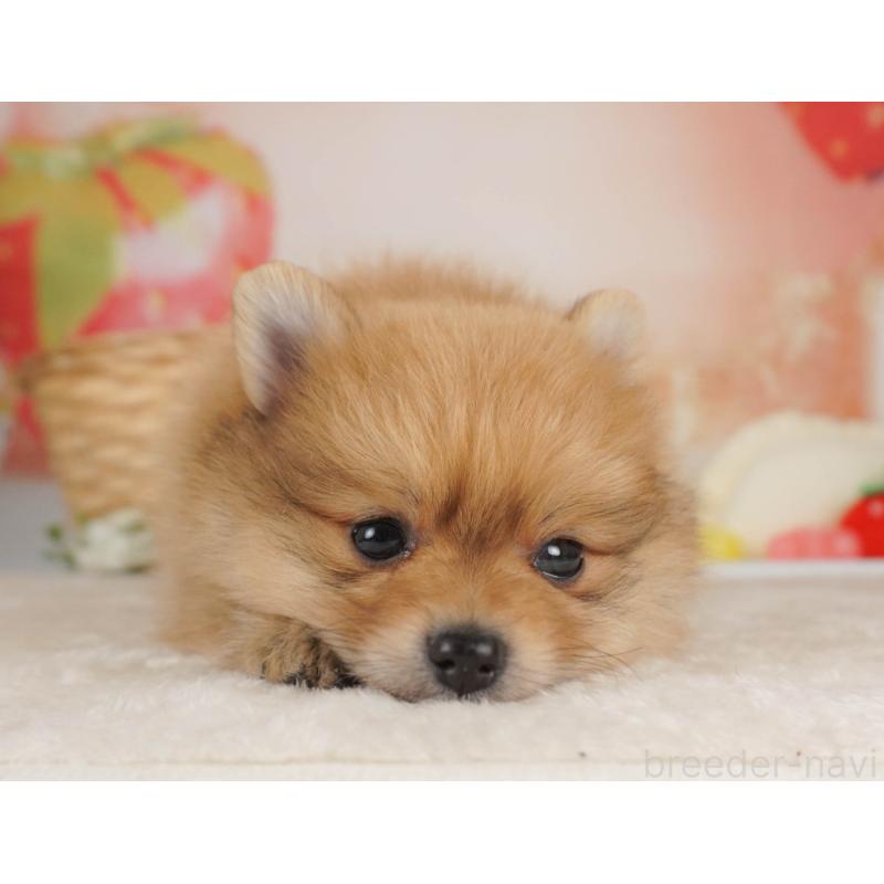 販売中の栃木県のポメラニアン-455546の5枚目