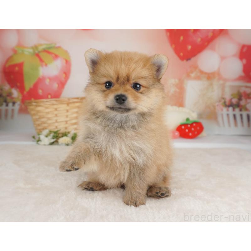 販売中の栃木県のポメラニアン-455546の4枚目