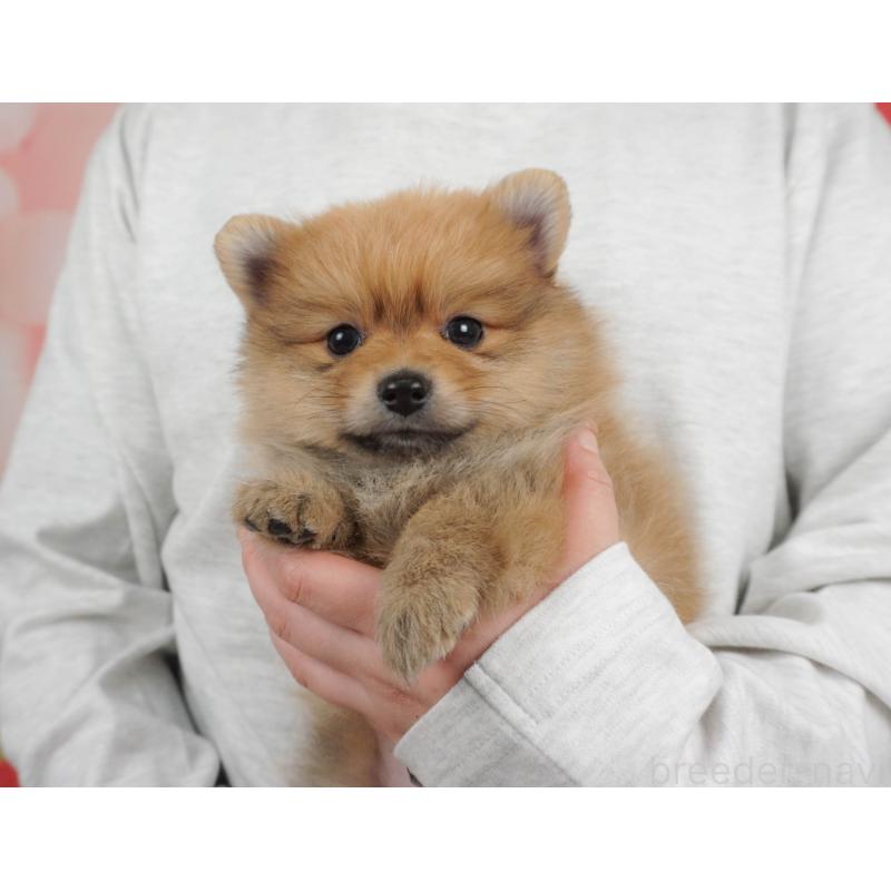 販売中の栃木県のポメラニアン-455546の3枚目