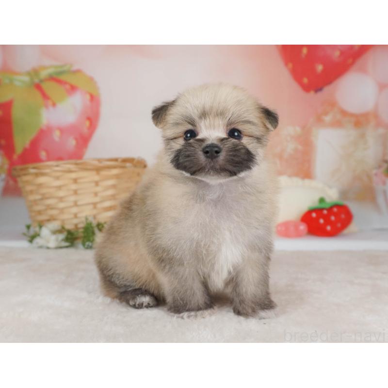 販売中の栃木県のミックス犬-455545の10枚目