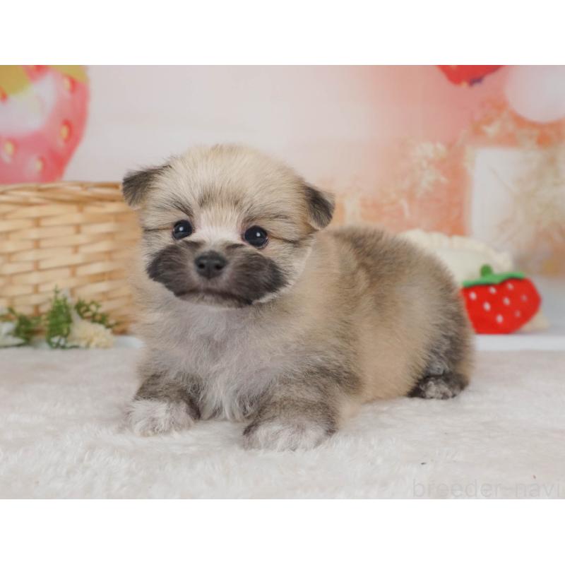 販売中の栃木県のミックス犬-455545の9枚目