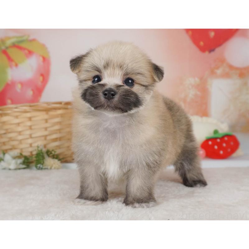 販売中の栃木県のミックス犬-455545の8枚目