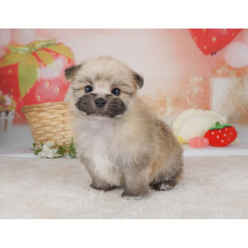 販売中の栃木県のミックス犬-455545の7枚目