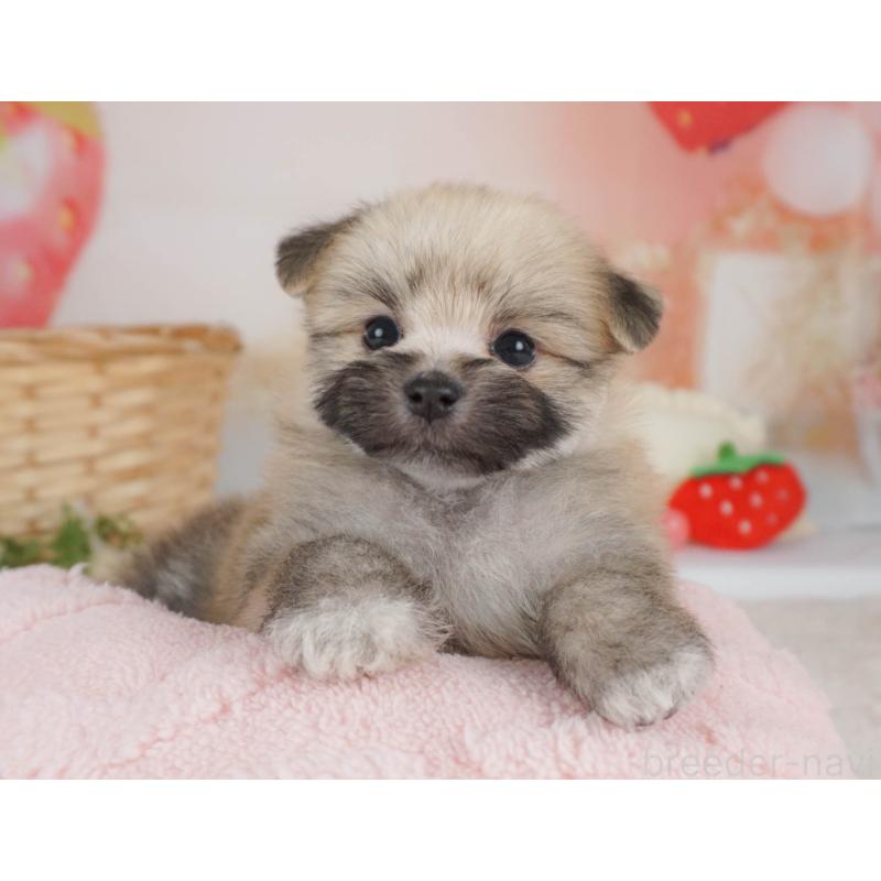 販売中の栃木県のミックス犬-455545の6枚目